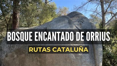 bosque encantado barcelona|Excursión al Bosque Encantado de Orrius 